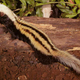Illustration for article titled Monday Mustelid - Poecilogale albinucha Edition